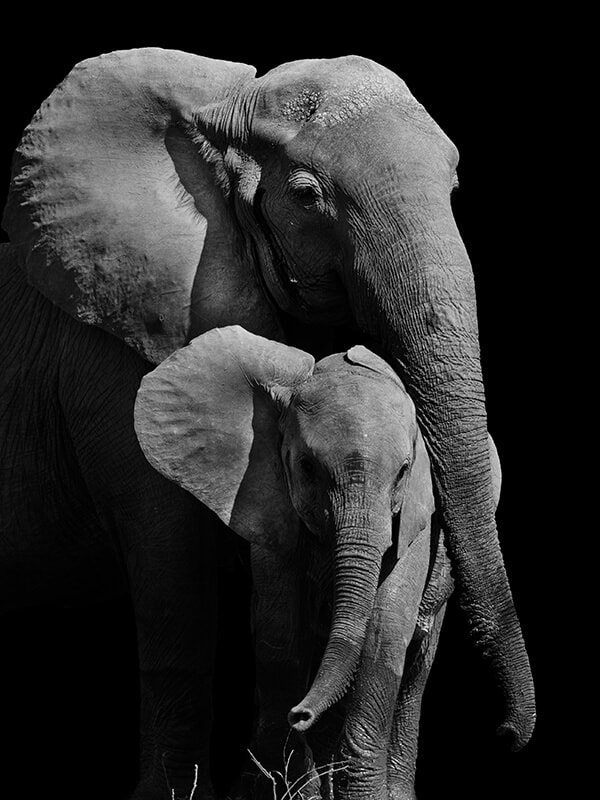 Zwei Elefanten in weiß-grauem Bild
