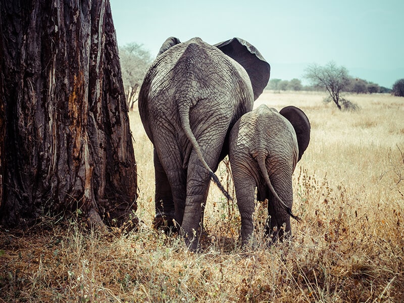 Zwei Elefanten auf dem Weg in die Wildnis